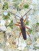 tesařík (Brouci), Stenocorus meridianus (Linnaeus, 1758), Rhagiini, Cerambycidae (Coleoptera)